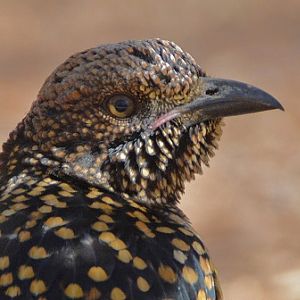 Spotted bowerbird portrait.