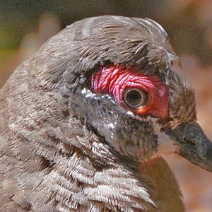 Partridge pigeon portrait.