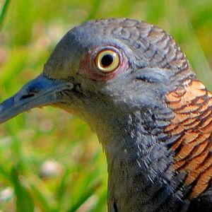 Bar-shouldered dove portrait.