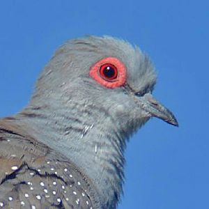 Diamond dove portrait.