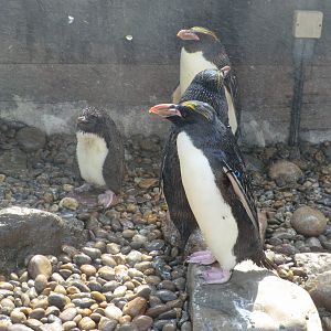 Macaroni penguins