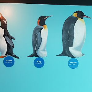 Penguin species sign