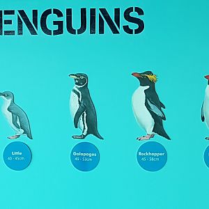 Penguin species sign