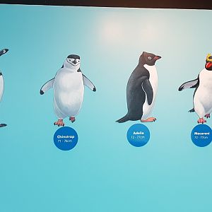 Penguin species sign