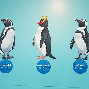 Penguin species sign