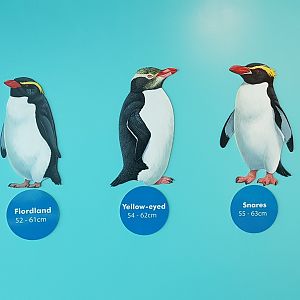 Penguin species sign