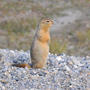 Arctic Ground Squirrel - Alaska