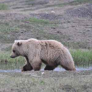 Brown Bear - Alaska