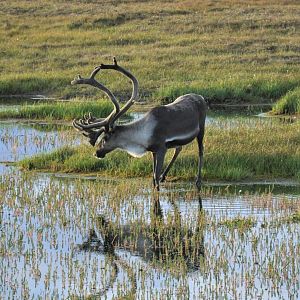 Caribou - Alaska
