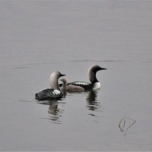 Pacific Loons - Alaska