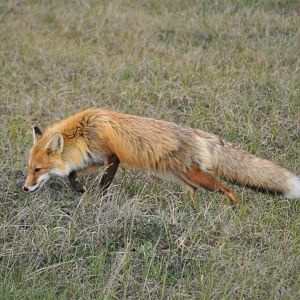 Red Fox - Alaska