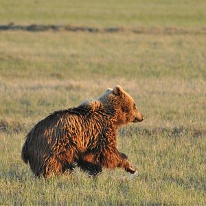 Brown Bear - Alaska