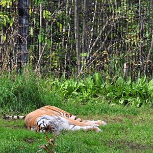 Amur Tiger and Magpie