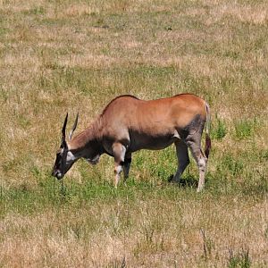 Eland