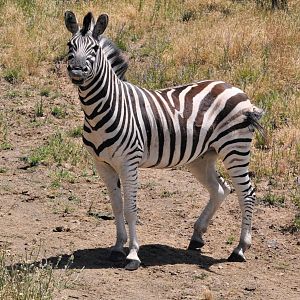 Plains Zebra