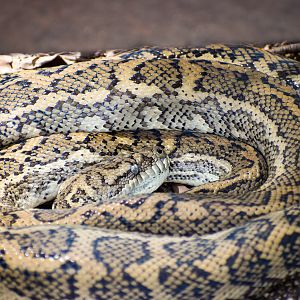 Wild - Coastal Carpet Python (Morelia spilota mcdowelli)