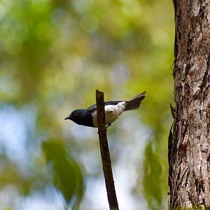 Wild - Leaden Flycatcher (Myiagra rubecula)