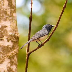 Wild - Leaden Flycatcher (Myiagra rubecula)