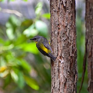 Wild - Eastern Yellow Robin (Eopsaltria australis)