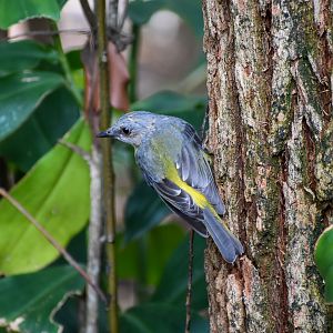 Wild - Eastern Yellow Robin (Eopsaltria australis)