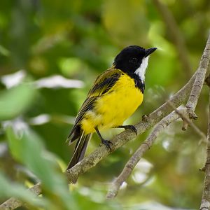 Wild - Australian Golden Whistler (Pachycephala pectoralis)