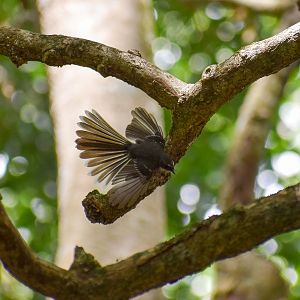 Wild - Grey Fantail (Rhipidura albiscapa)