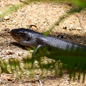 Land Mullet (Bellatorias major)