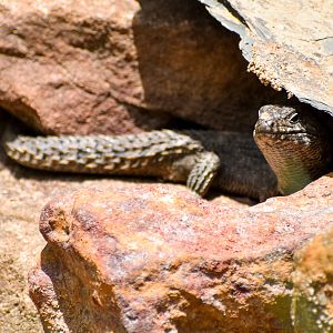 Cunningham's Skink (Egernia cunninghami)
