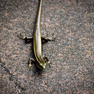 Wild - Eastern Water Skink (Eulamprus quoyii)
