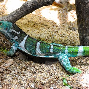 Fijian Crested Iguana (Brachylophus vitiensis)