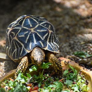 Indian Star Tortoise (Geochelone elegans)