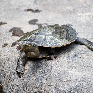 Saw-shelled Turtle (Myuchelys latisternum)