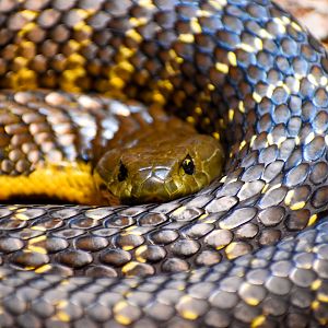 Eastern Tiger Snake  (Notechis scutatus scutatus)