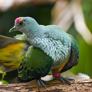 Rose-crowned Fruit-Dove (Ptilinopus regina)