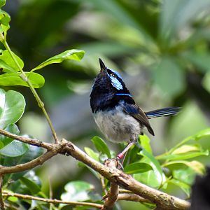 Superb Fairywren (Malurus cyaneus)