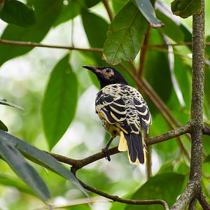 Regent Honeyeater (Anthochaera phrygia)