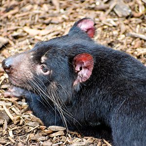 Tasmanian Devil (Sarcophilus harrisii)