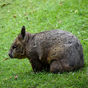 Southern Hairy-nosed Wombat (Lasiorhinus latifrons)