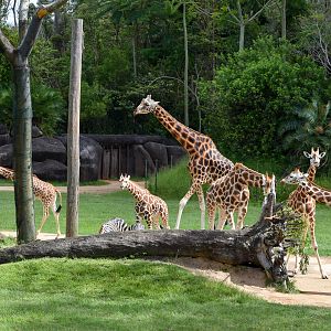 Giraffe Herd