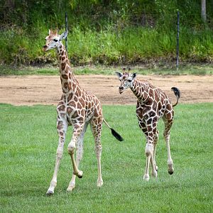 Running Giraffe Calves