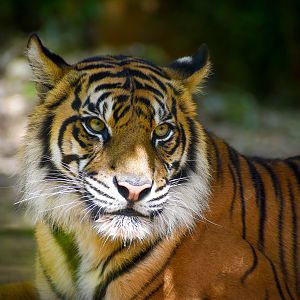 Sumatran Tiger (Panthera tigris sumatrae)