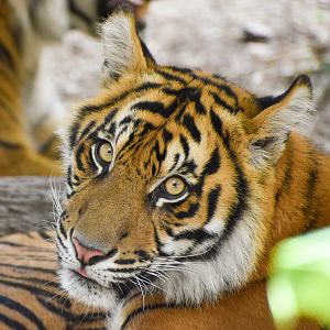 Sumatran Tiger (Panthera tigris sumatrae)