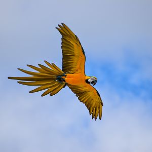 Blue and Gold Macaw (Ara ararauna)