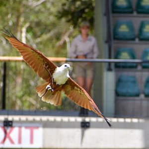 Brahminy Kite (Haliastur indus)