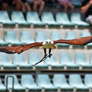 Brahminy Kite (Haliastur indus)