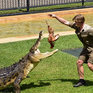 Crocodile Show