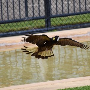Yellow-tailed Black Cockatoo (Calyptorhynchus funereus)