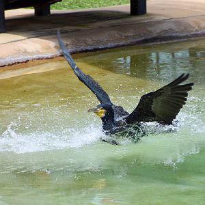 Great Cormorant (Phalacrocorax carbo)