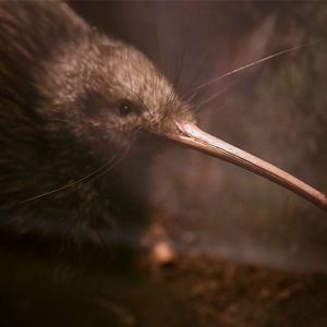 North Island Brown Kiwi (Apteryx mantelli), December 2016