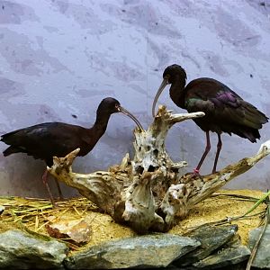 White-faced Ibis (Plegadis chihi), May 2015